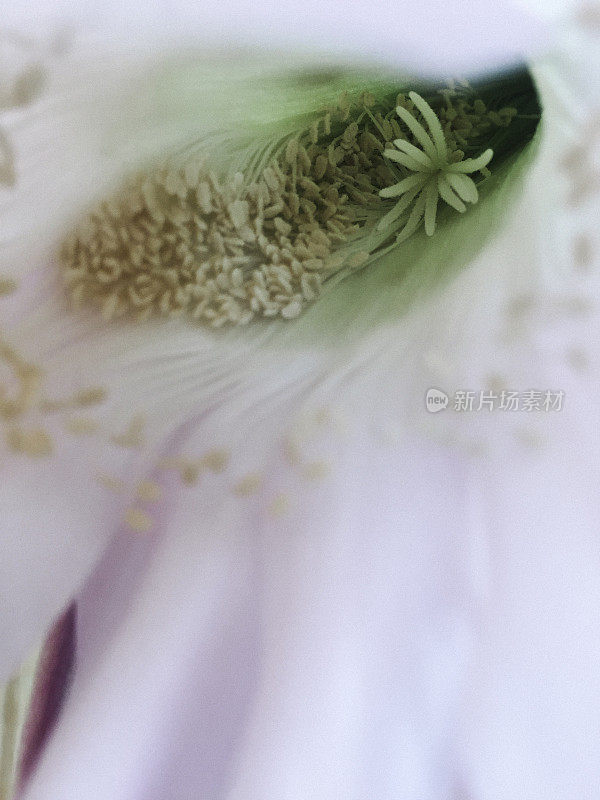 美丽的开花Echinopsis Spachiana Kaktus的特写